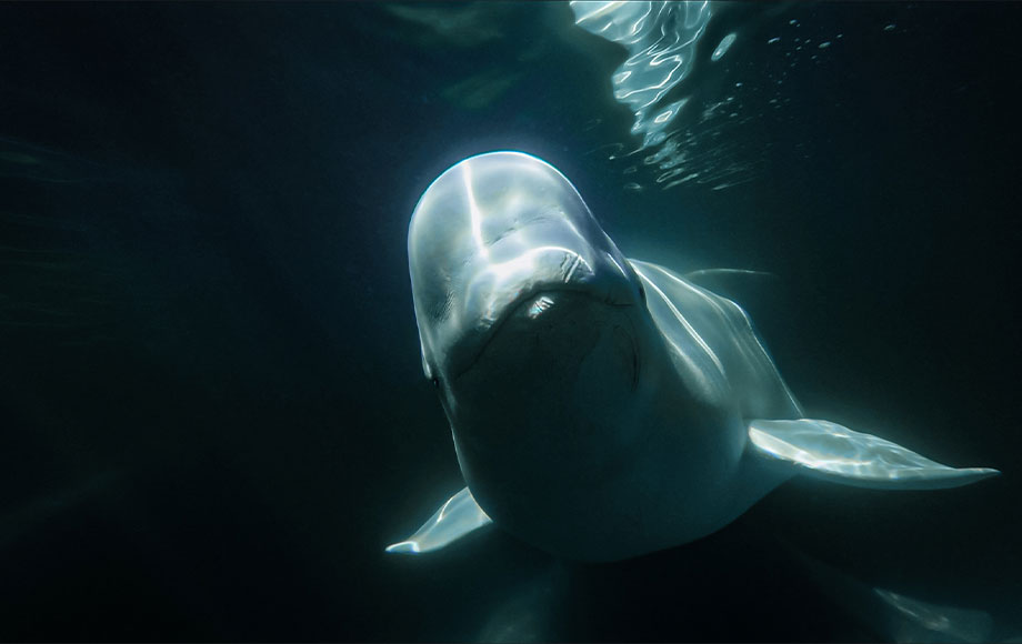 Beluga Whale Canada