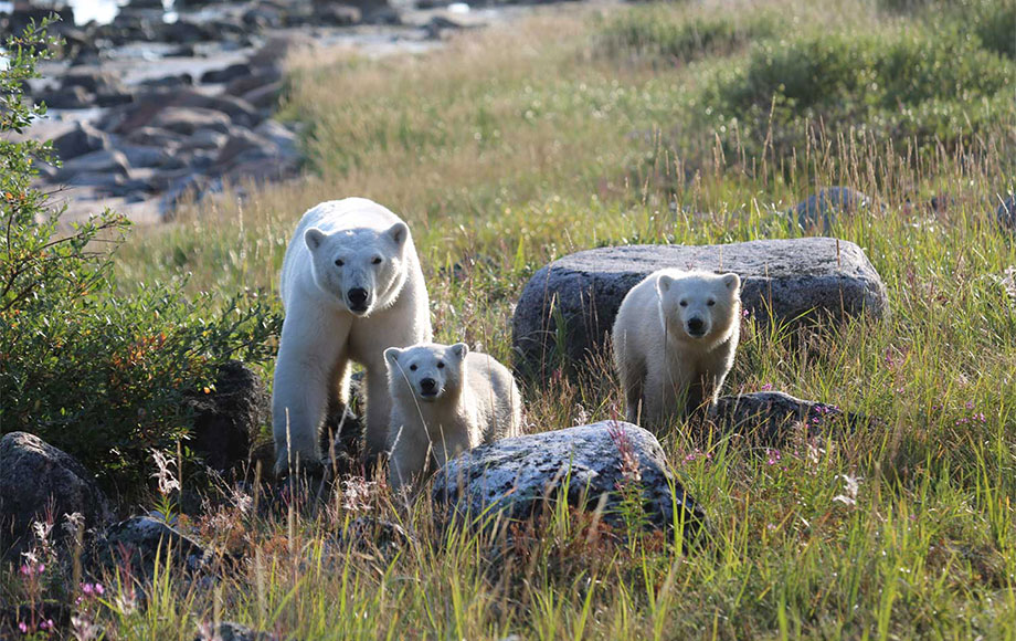 Polar Bear Family