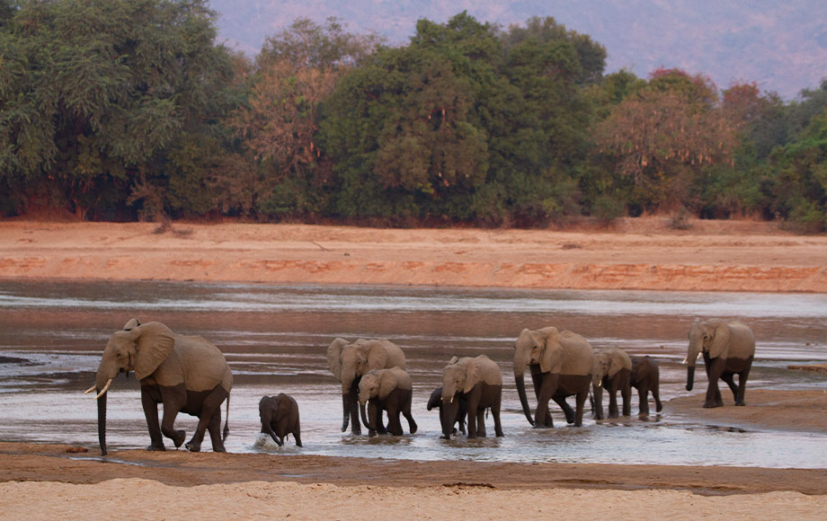 Elephants crossing river Zambia