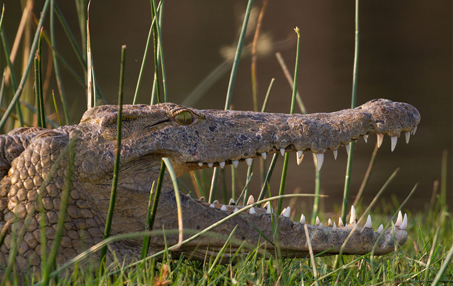 Crocodile Zambia