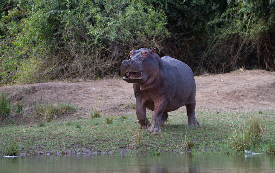 Hippo Zambezi River