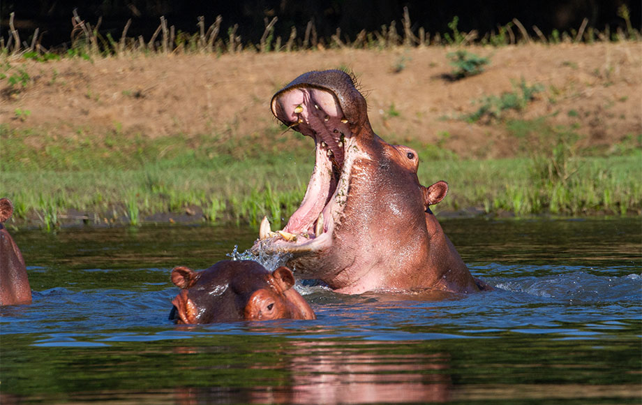 Hippo Luangwa River