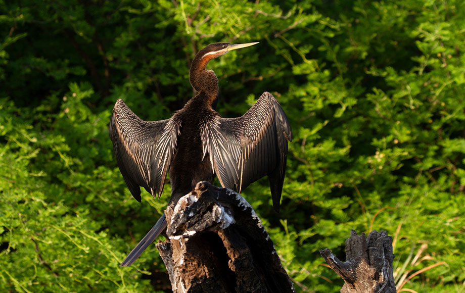 Darter Drying wings Zambezi River