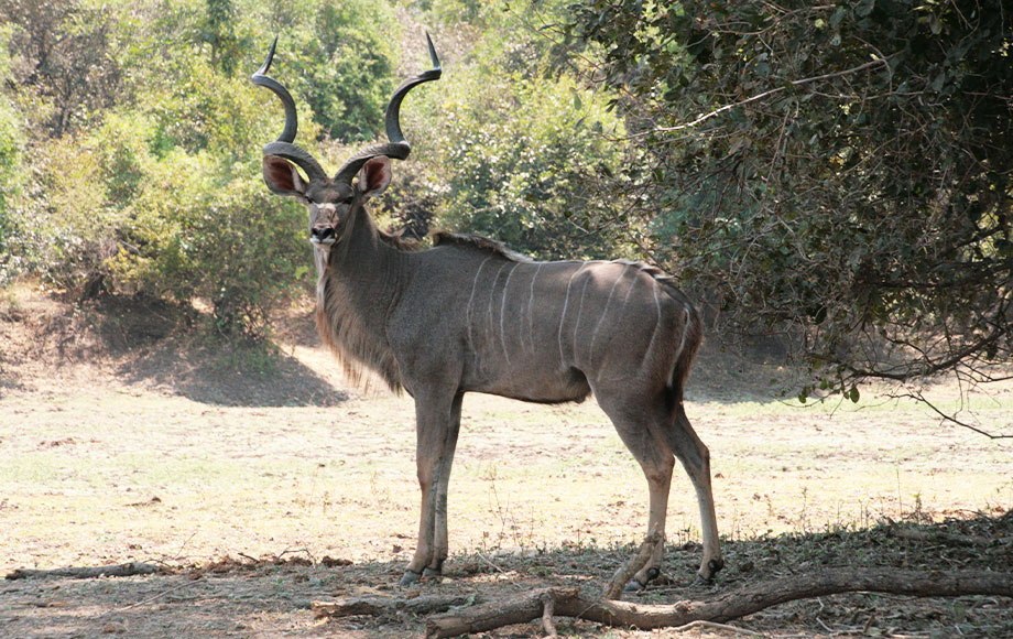 Kuda in he South Luangwa