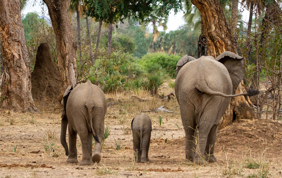 Elephant bums lower Zambezi River