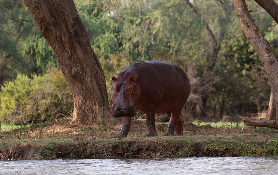 Hippo at rivers edge Lower Zambezi
