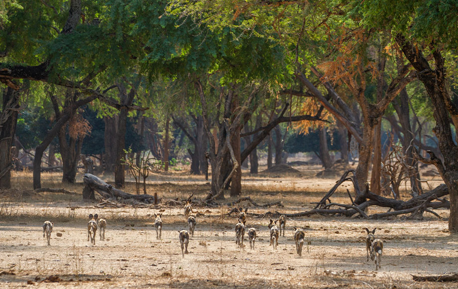 Wildog chasing Impala