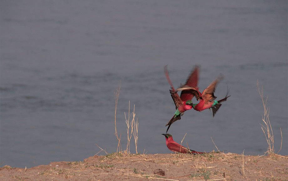 Birds along River Zambia