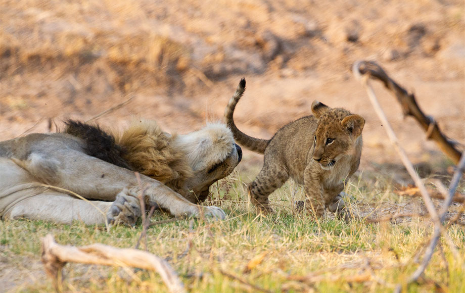 Lion cub playing in Zambia