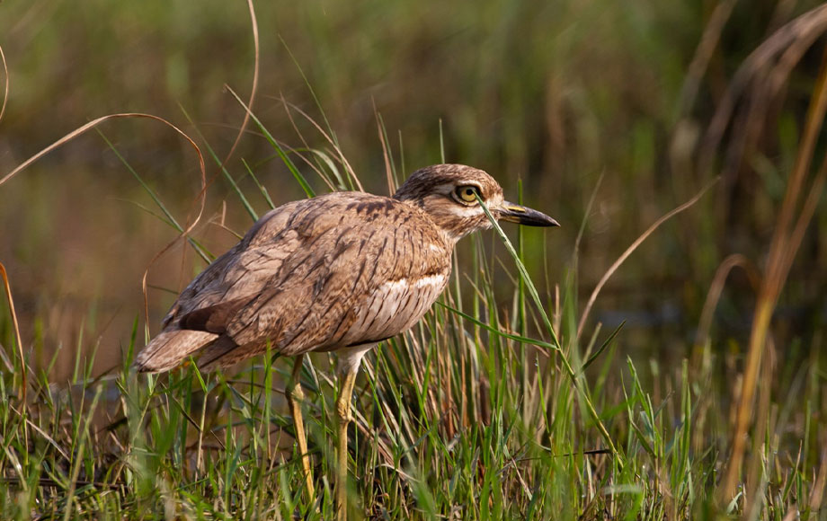 Bird life in Zambia