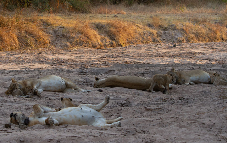 Relaxing lions Zambia