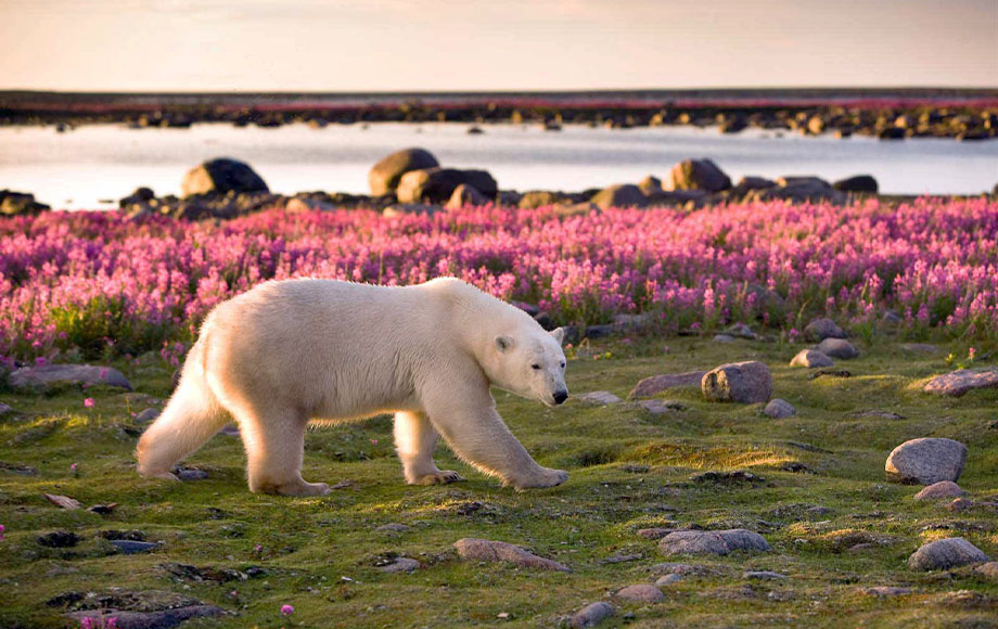 Churchill Wild Polar Bears