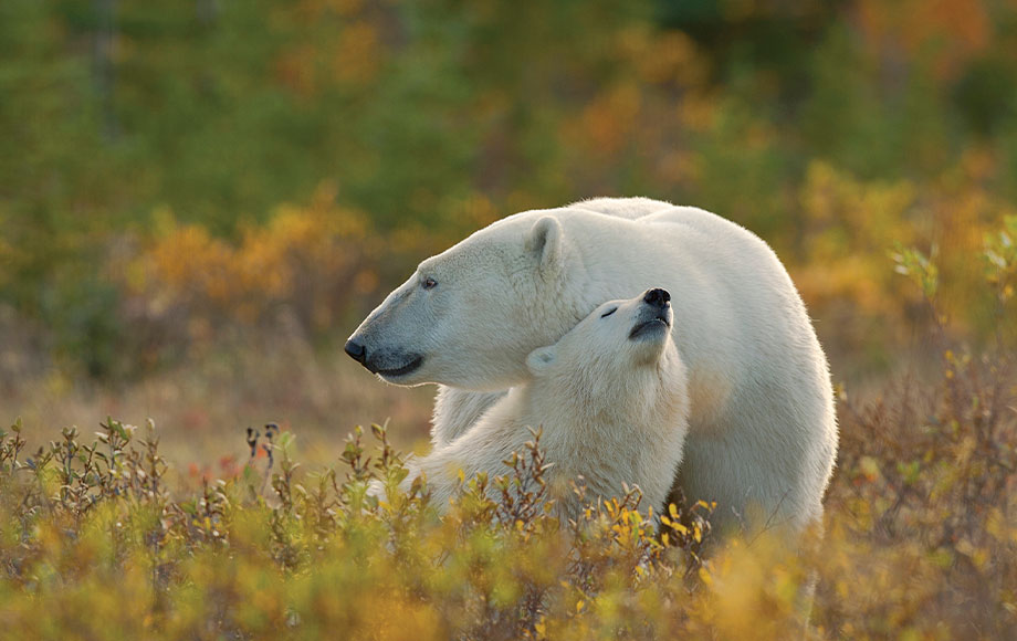 Polar Bears Hugging