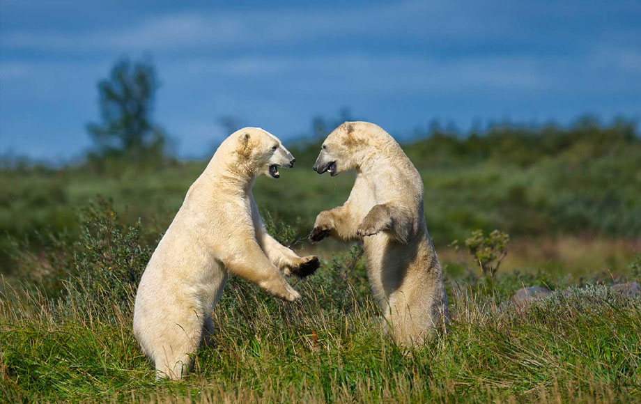 Polar Bears fighting