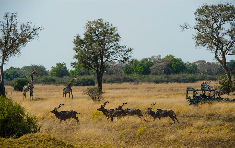 Safaris in the Okavango Delta