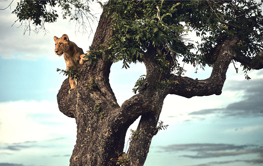 lion in tree botswana