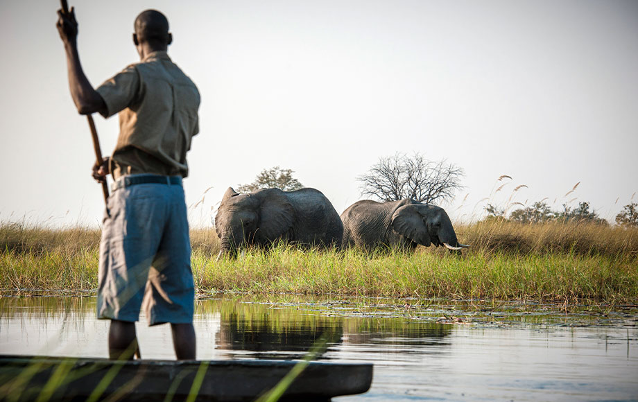 Mokoro next to elephant okavango delta