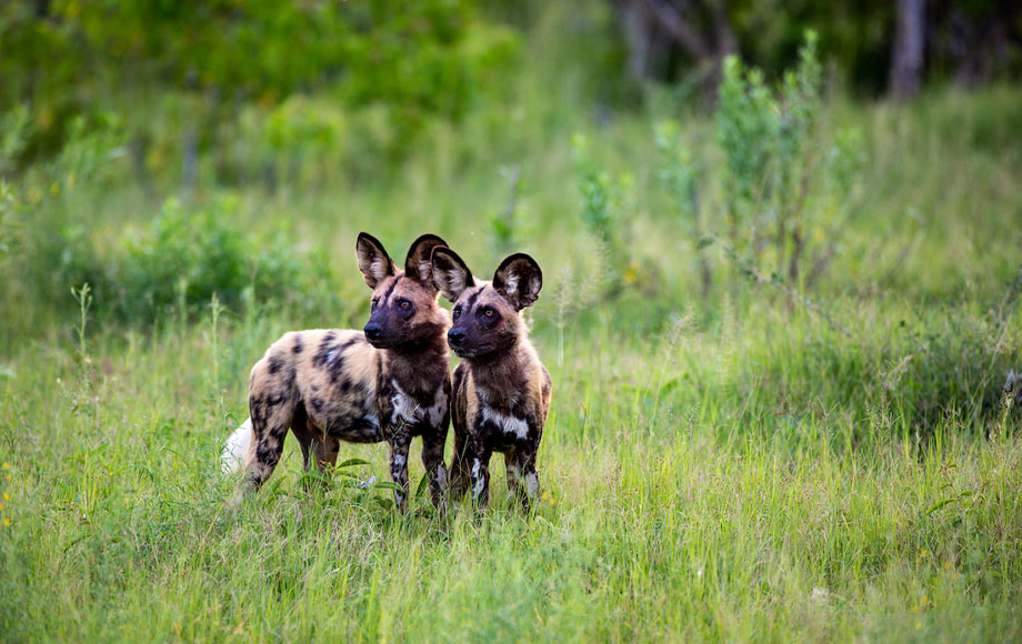 wild dog at Duke's Camp Okavango Delta