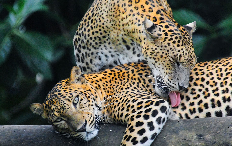 leopards in Sri Lanka
