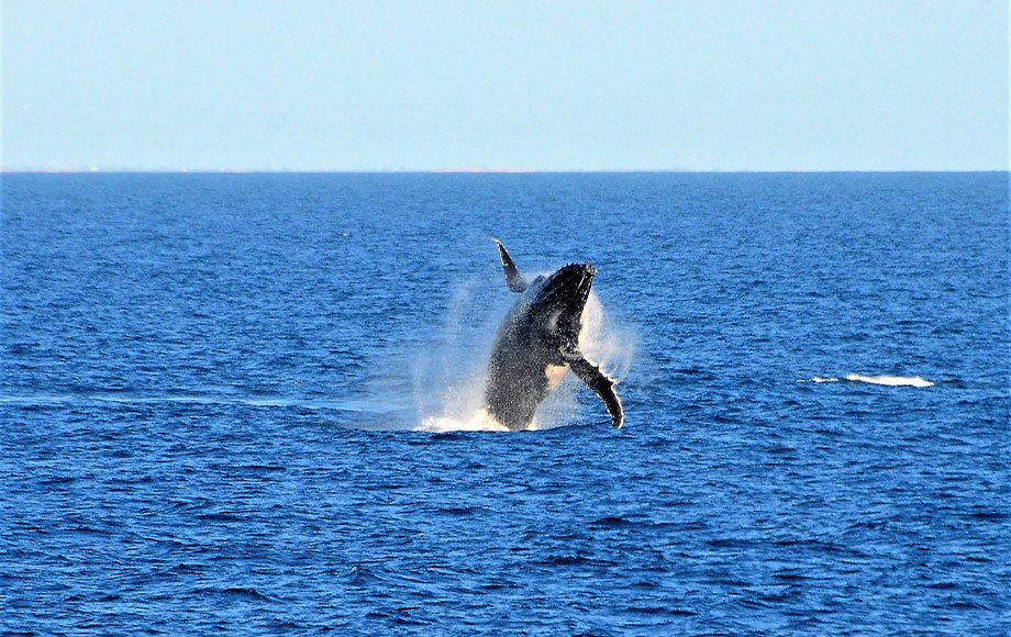 Breaching Whale