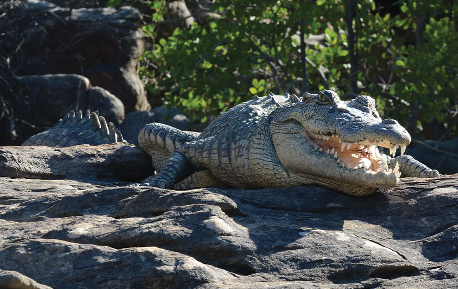 Crocodile in the Kimberleys