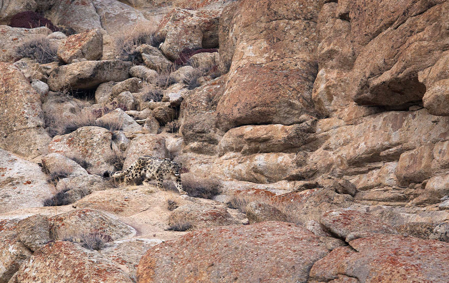 Snow Leopard in India