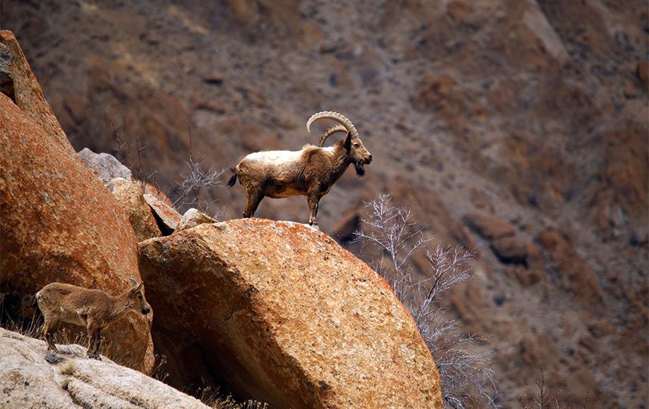 Ibex in India