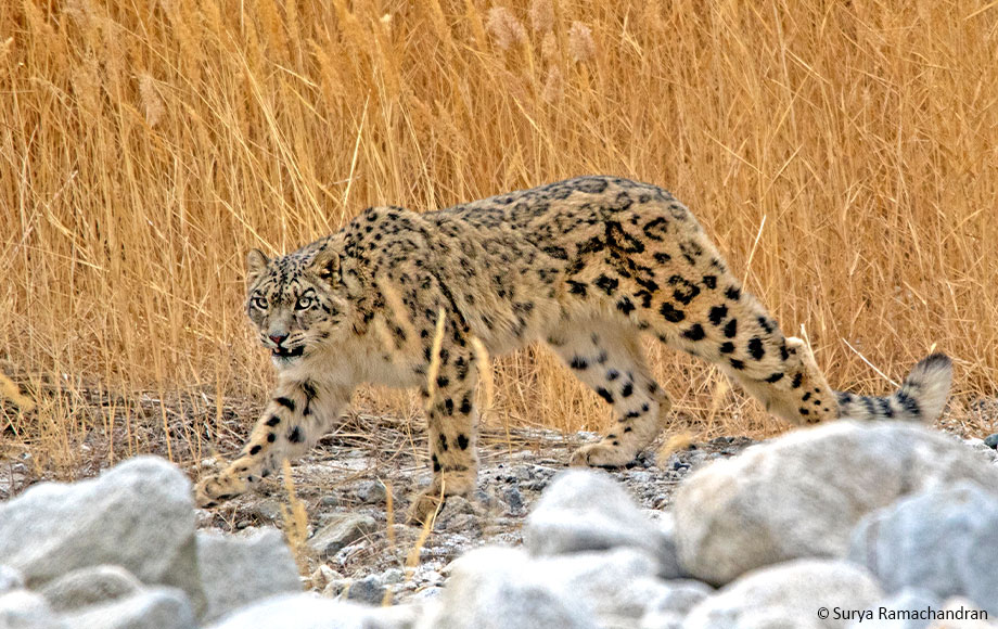Snow Leopard in India