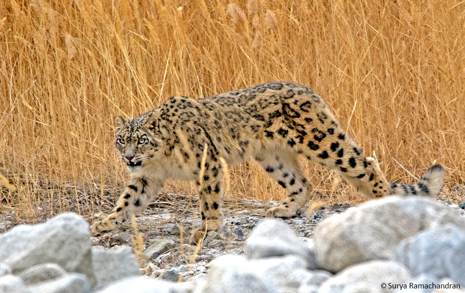 Snow Leopard in India Snow Leopard in India