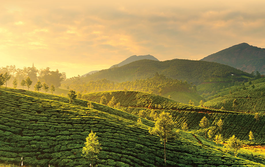 Tea plantations Kerala, India