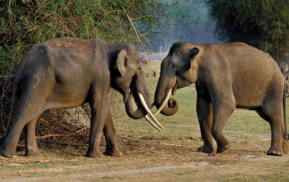 Elephants at Kabini, India