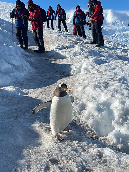 Penguin in Antarctica