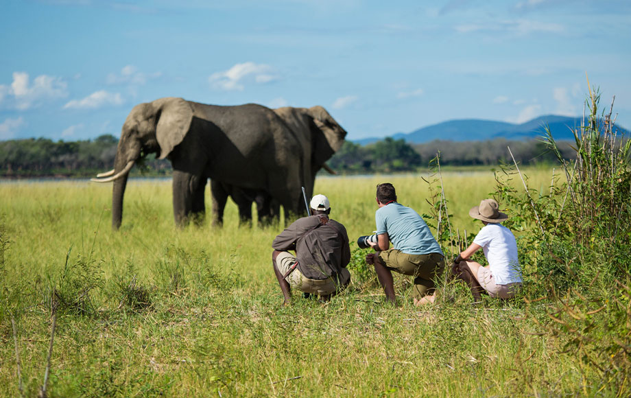 Tembo Plains walking next to elephants