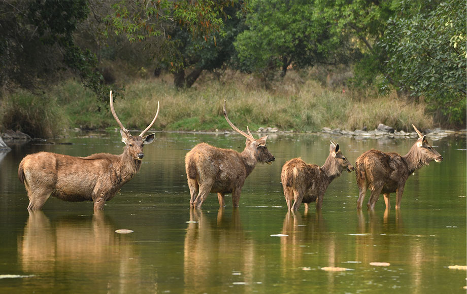 India Safari