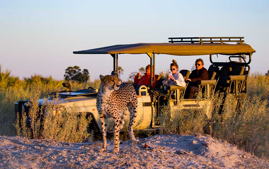 Cheetah at Tawana, Botswana