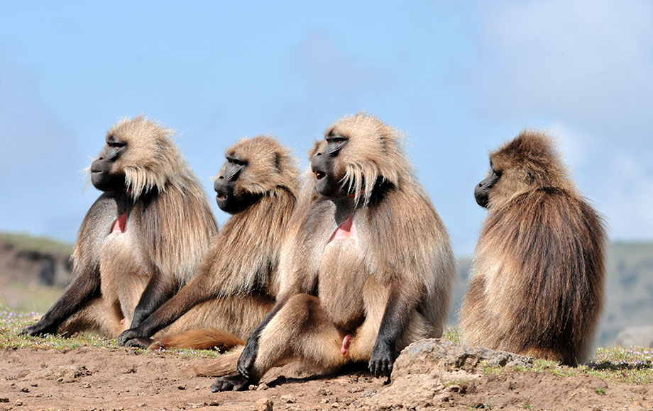 Gelada Baboons in Ethiopia