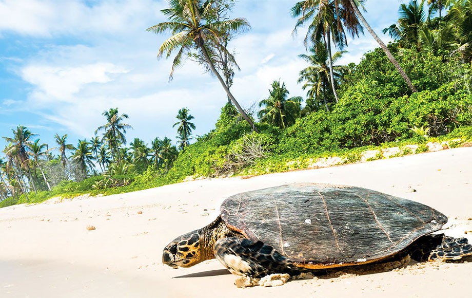 Turtoise in the Seychelles