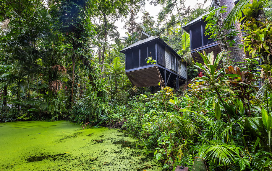 Daintree Ecolodge