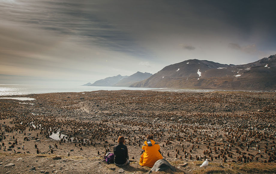 King penguins at South geogia