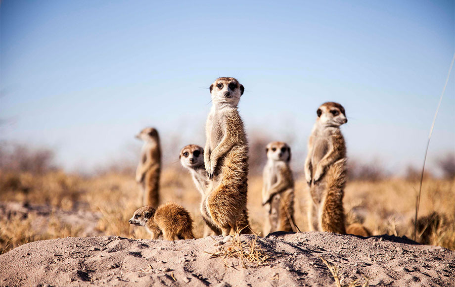 botswana_camp-kalahari_meerkats Meerkats in Botswana