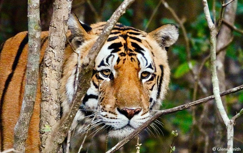 Tiger in Bandhavgarh National Park