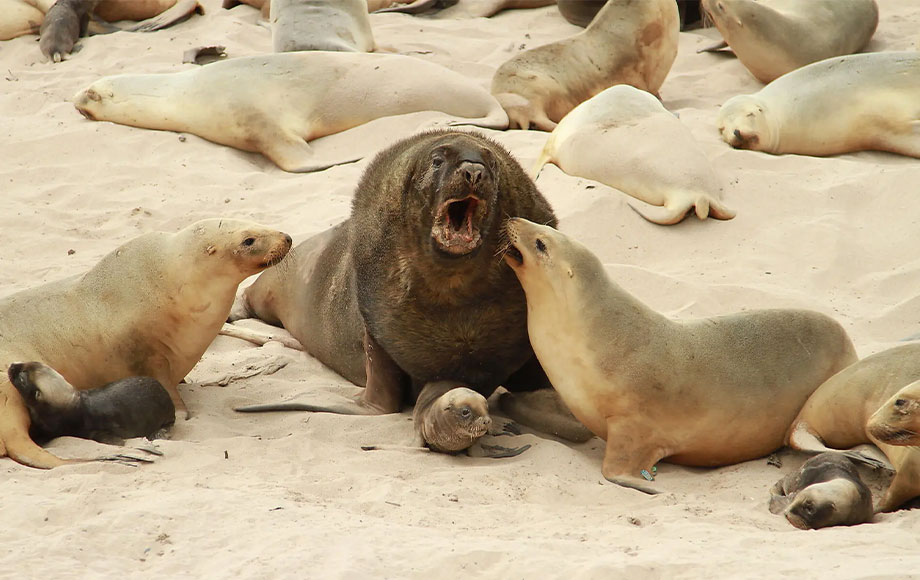New Zealand's Subantarctic Islands Seals