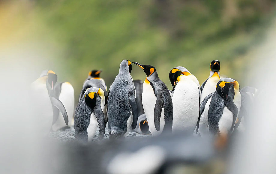 New Zealand's Subantarctic Islands Penguins
