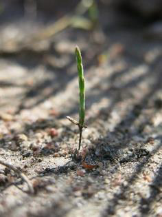 Offset you carbon Emissions Offset you carbon Emissions