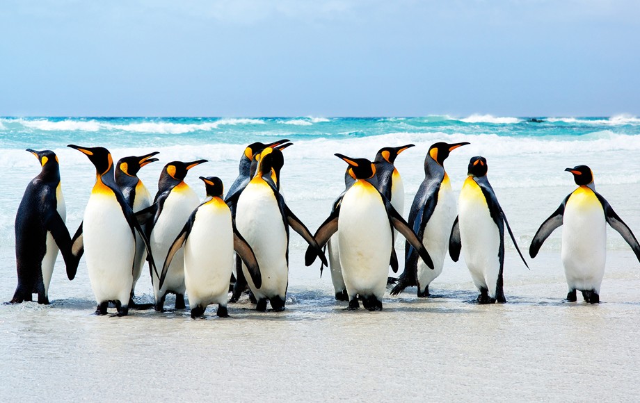 King Penguins in the Falkland Islands