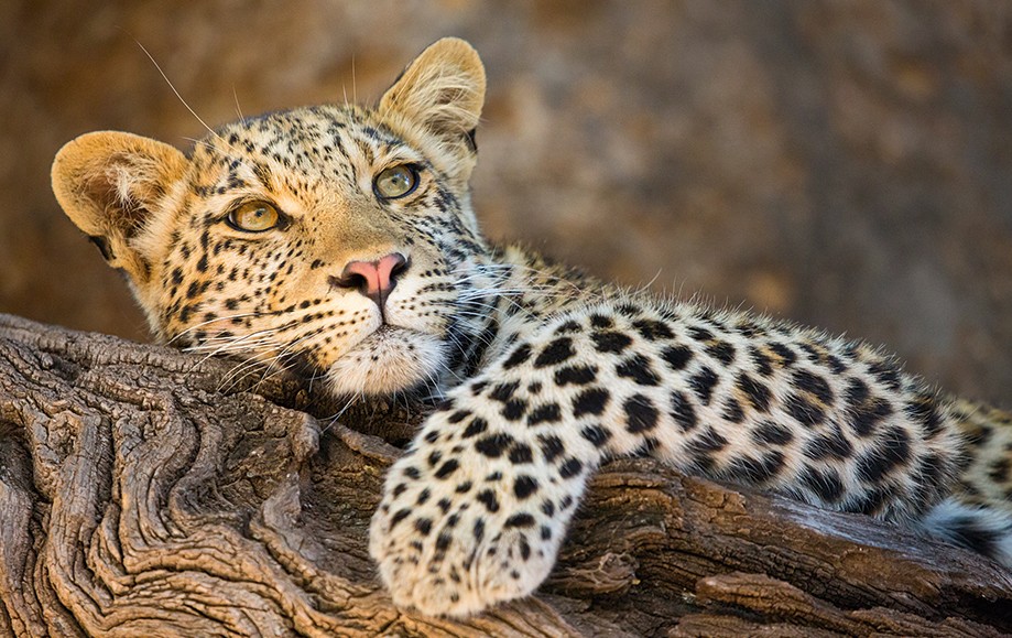 African Leopard - Best Leopard Safaris in Africa