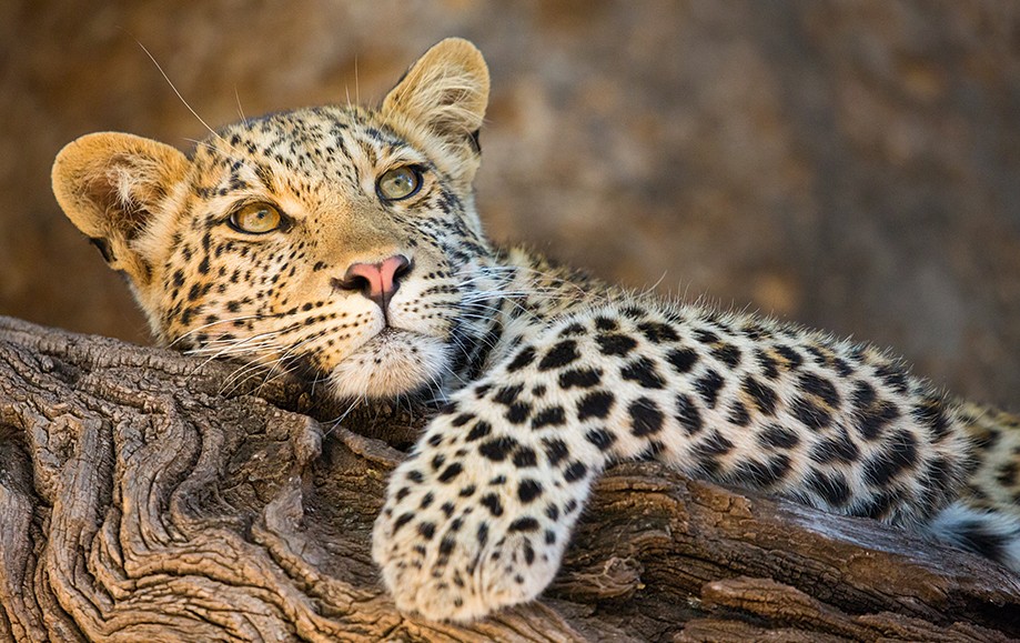 leopard safaris