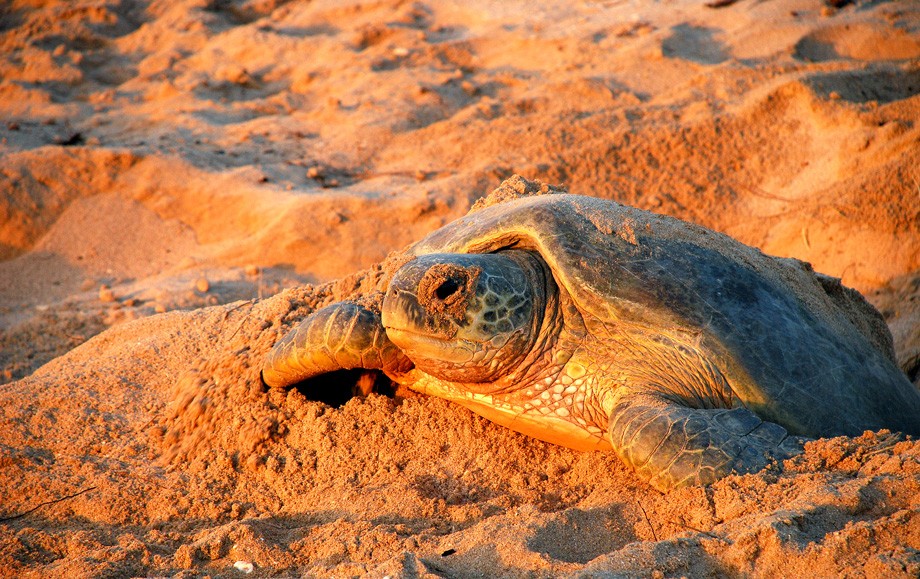 Raz Al Jinz Turtle Reserve