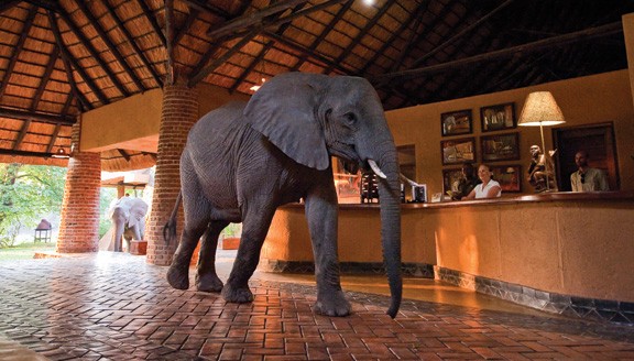 Zambia_Bushcamp_Company