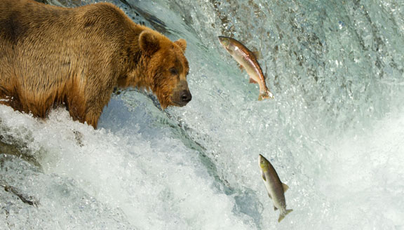 Grizzly Bear Catching Salmon